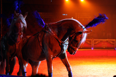 Junior y sus Caballos Palominos en libertad se presenta en la Temporada Galas de Invierno del Circo Atayde Hermanos, enero 2013